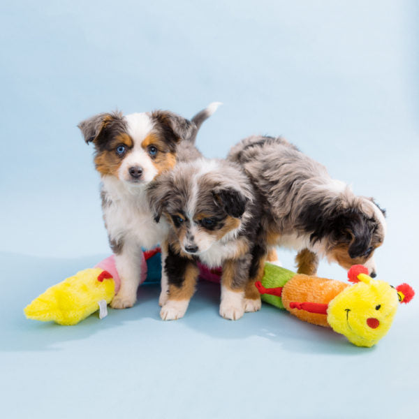 Zippy Caterpillar Blasters with Super Squeakers - Interactive Plush Toy for Kids & Toddlers - Perfect for Playtime, Learning, and Sensory Development