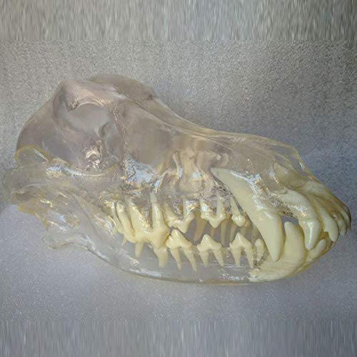 Transparent 3D Dog Teeth Model - Canine Dental Anatomy Training Tool for Veterinary Students & Pet Owners | Perfect for Vet Clinics, Classrooms & Home Pet Care