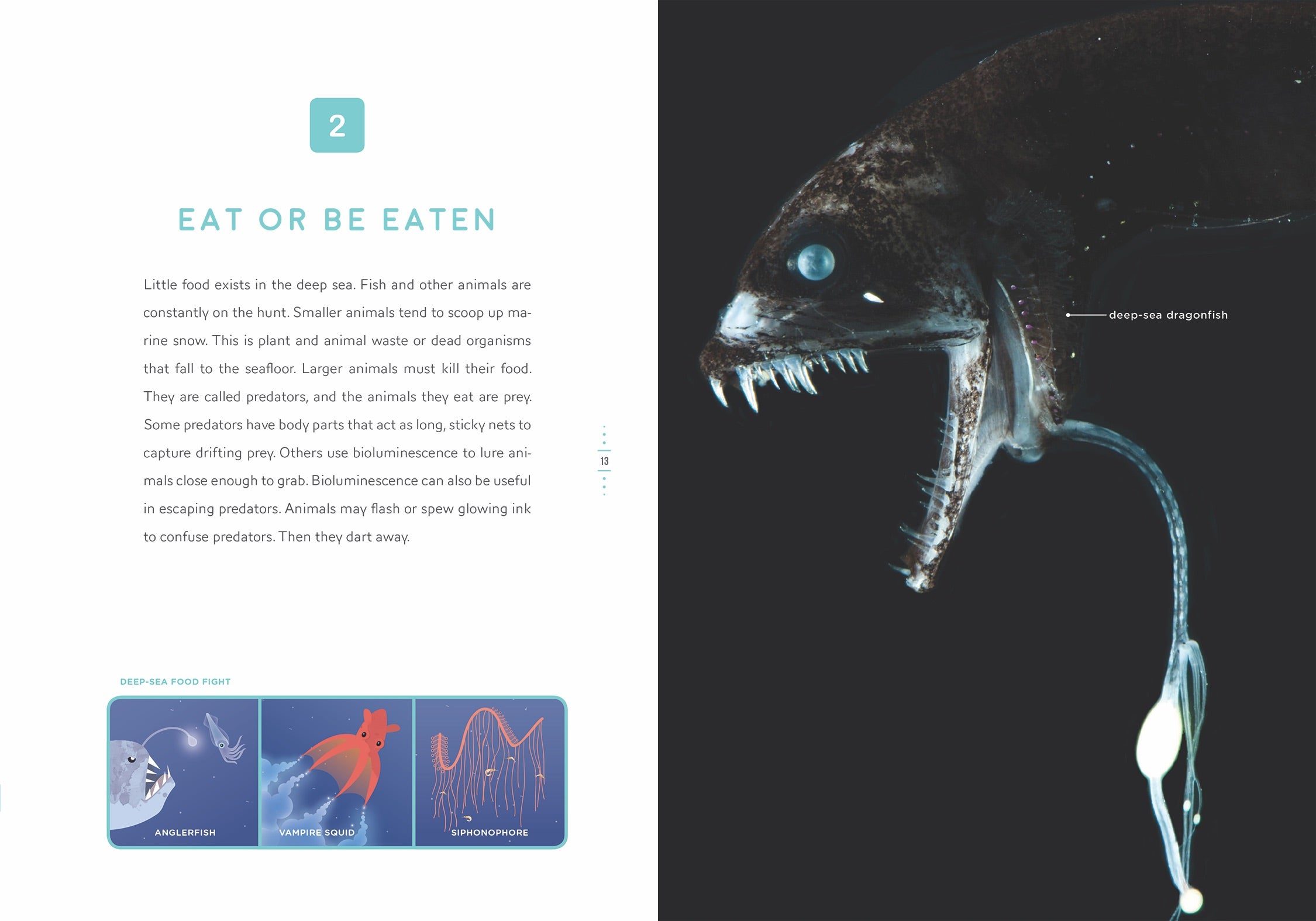 Deep Sea Mysteries - Explore Underwater Wonders | Marine Life Discovery Kit for Kids & Adults | Perfect for Ocean-Themed Parties, Classroom Learning & Science Projects