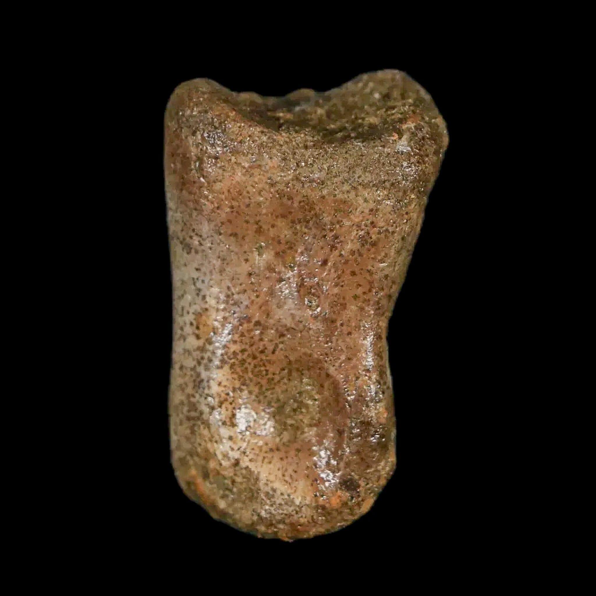 Authentic Thescelosaurus Dinosaur Fossil Toe Bone - Cretaceous Period - Lance Creek Formation, Wyoming - Includes COA - Perfect for Paleontology Enthusiasts & Fossil Collectors