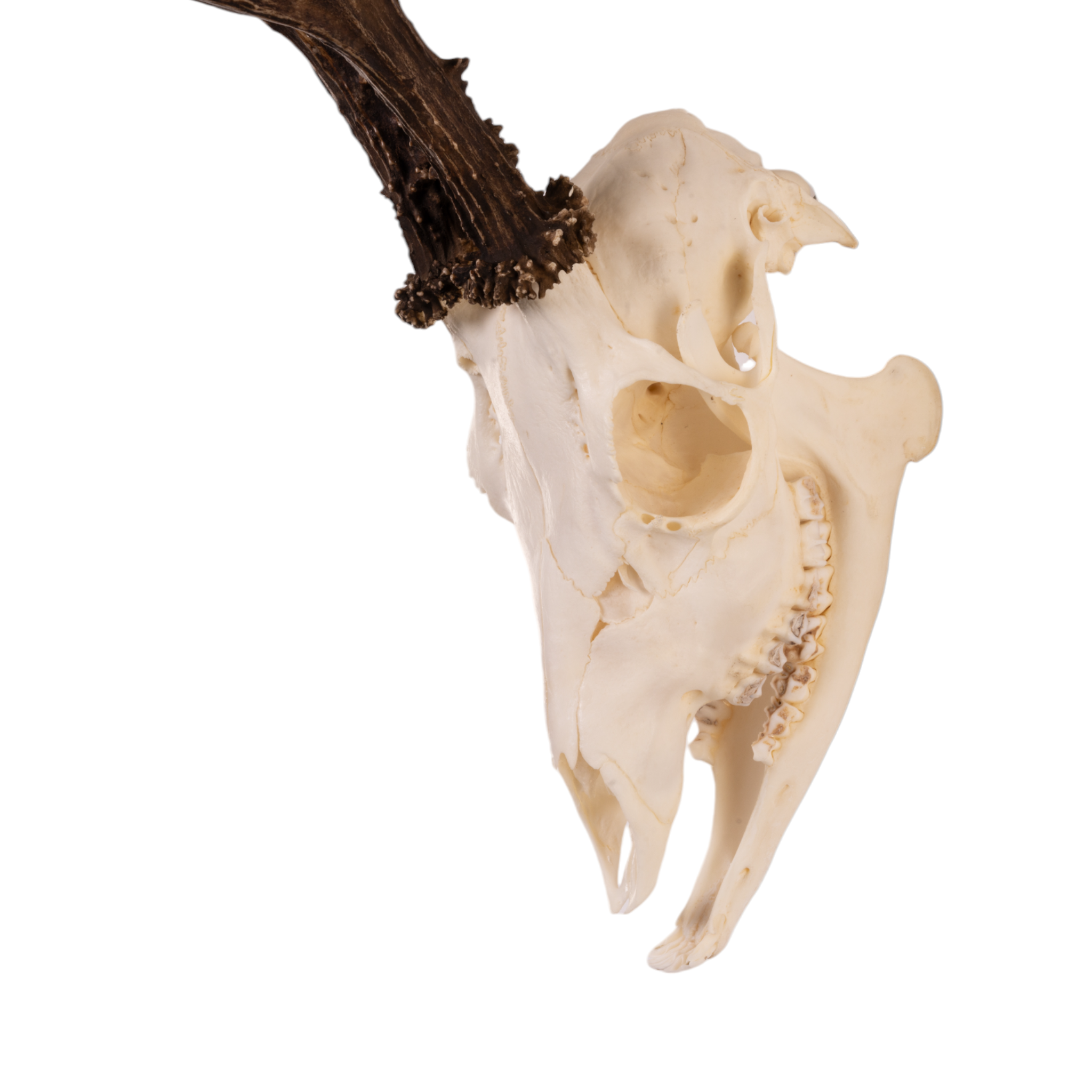 Real Roe Deer Skull with Mandible - European Mount Taxidermy for Home Decor, Hunting Trophy & Gothic Display | Perfect for Cabin, Man Cave & Halloween Decorations