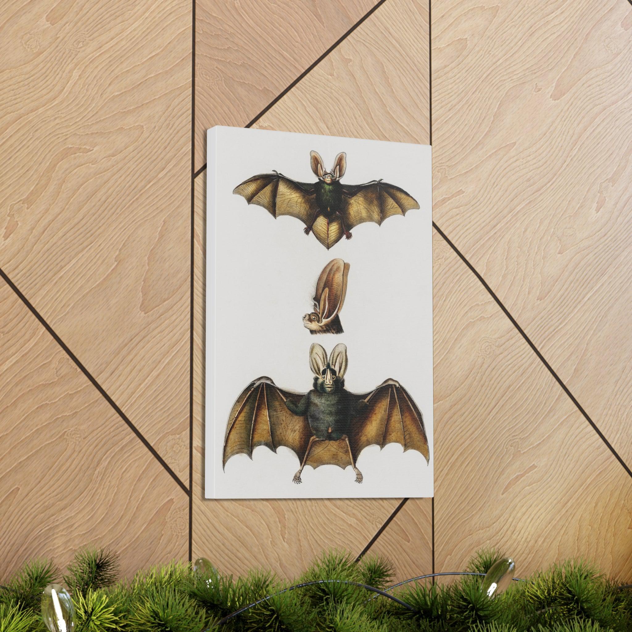 Plecotus Bat Art Print by Charles Dessalines - Stunning Canvas Wall Decor for Home, Office & Gifts | Wildlife Illustration | Nature-Inspired Decor