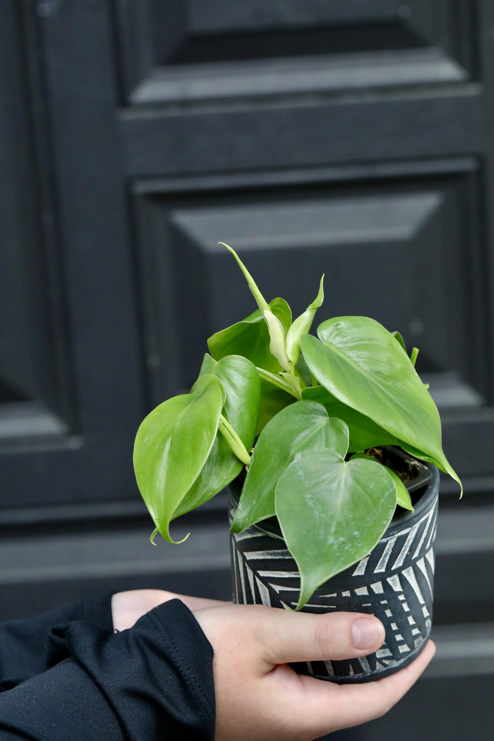 Heartleaf Philodendron (Philodendron cordatum) - 2 Inch Live House Plant - Air Purifying Indoor Trailing Plant for Home, Office & Bedroom Decor