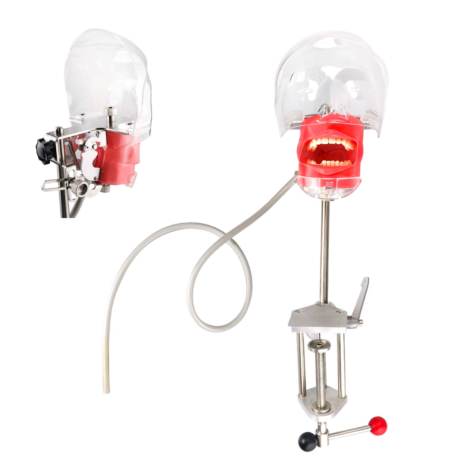 Dental Teaching Head Model - Plastic Educational Teeth Manikin for Dental Students & Professionals | Perfect for Classroom, Lab & Clinical Training