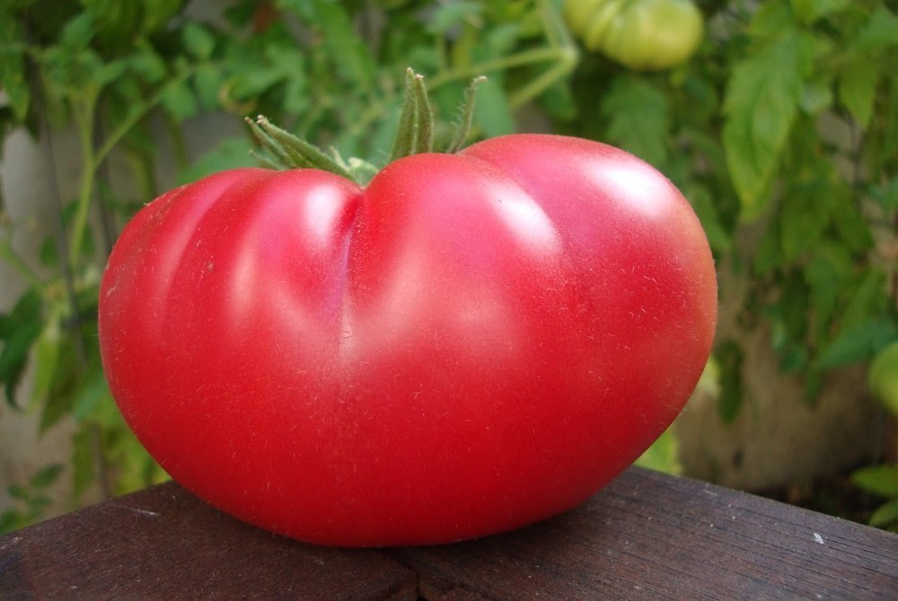 Mortgage Lifter Tomato Plant - Large, Well-Shaped Heirloom Tomatoes - 2.5