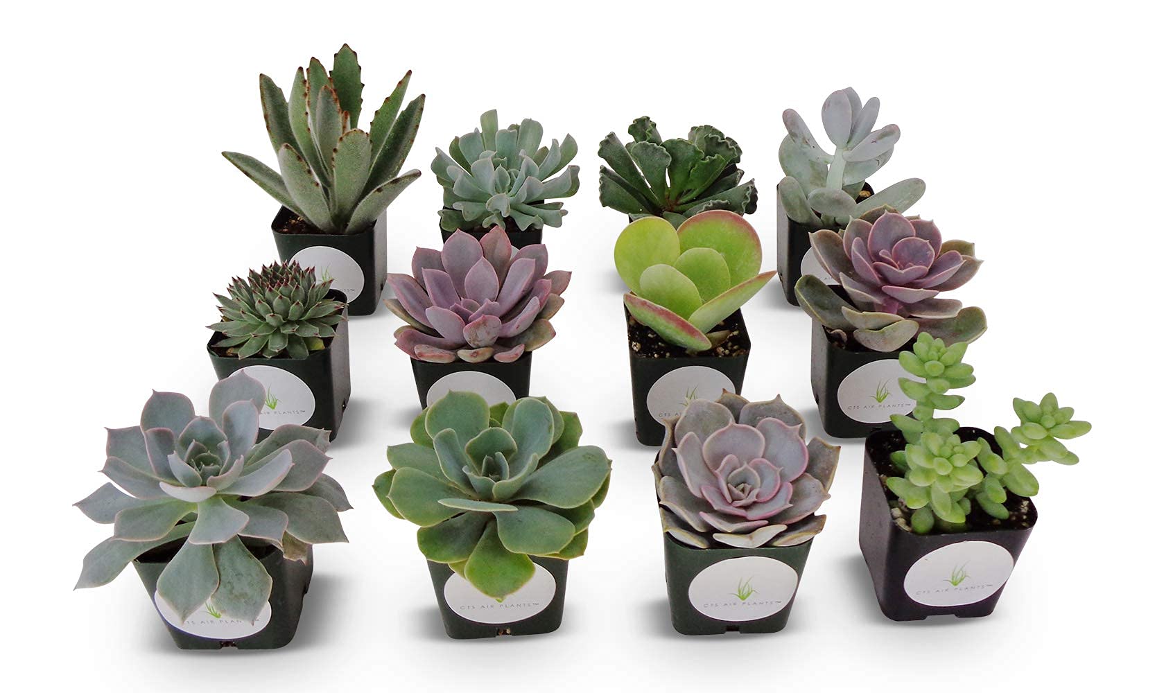 12 Pack Assorted Succulent Plants in 2 Inch Pots - Live Indoor Houseplants for Home Office Desk Decor, Wedding Centerpieces & Garden Landscaping