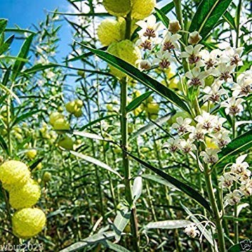 10 African Milkweed Seeds (Asclepias fruticosa) - Swan Plant for Butterfly Gardens & Monarch Caterpillar Host Plants | Perfect for Pollinator-Friendly Landscaping