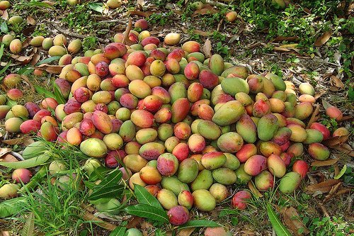 2 Sweet Mango Seeds for Planting - Tropical Fruit Tree Seeds for Home Garden, DIY Planting - Perfect for Backyard Orchards & Fresh Fruit Lovers