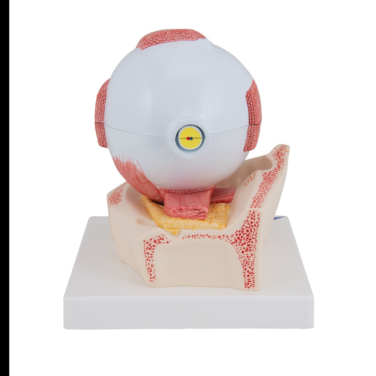 7-Part Human Eye Anatomy Model - 5X Enlarged for Detailed Study | Perfect for Medical Students, Biology Classes & Science Education