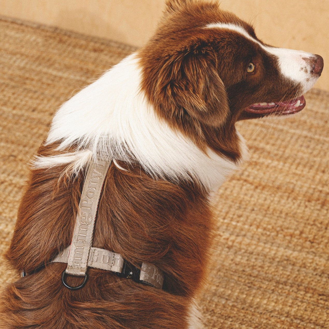 Pony Companiony Gray Dog Harness - Adjustable Pet Harness for Small & Medium Dogs - Perfect for Walking, Hiking & Outdoor Adventures