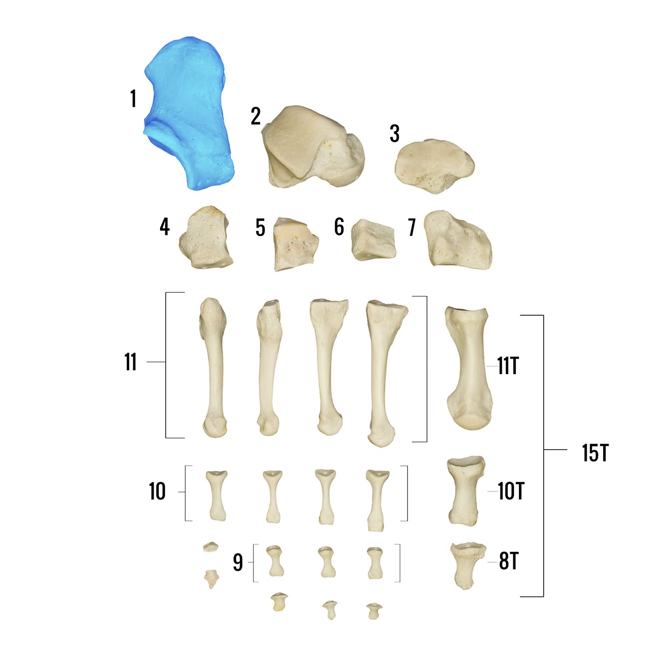 Real Human Foot Skeleton Model - Anatomically Accurate Individual Bones for Medical Study, Education & Display