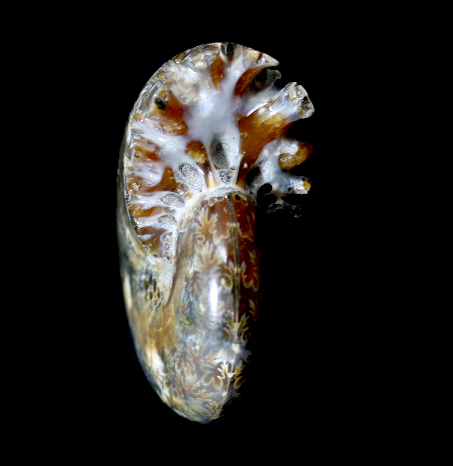 Natural Whole Ammonite Fossil with Intact Sutures & End Chambers - Perfect for Home Decor, Geology Collections & Gift Giving