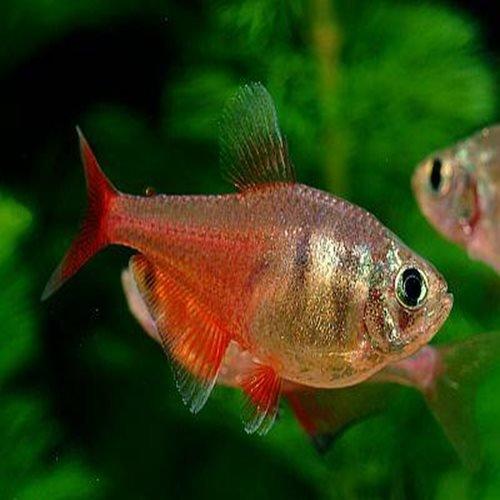 Flame Tetra Fish (Hyphessobrycon flammeus) - Live Aquarium Fish for Freshwater Tanks | Perfect for Community Aquariums & Planted Tanks