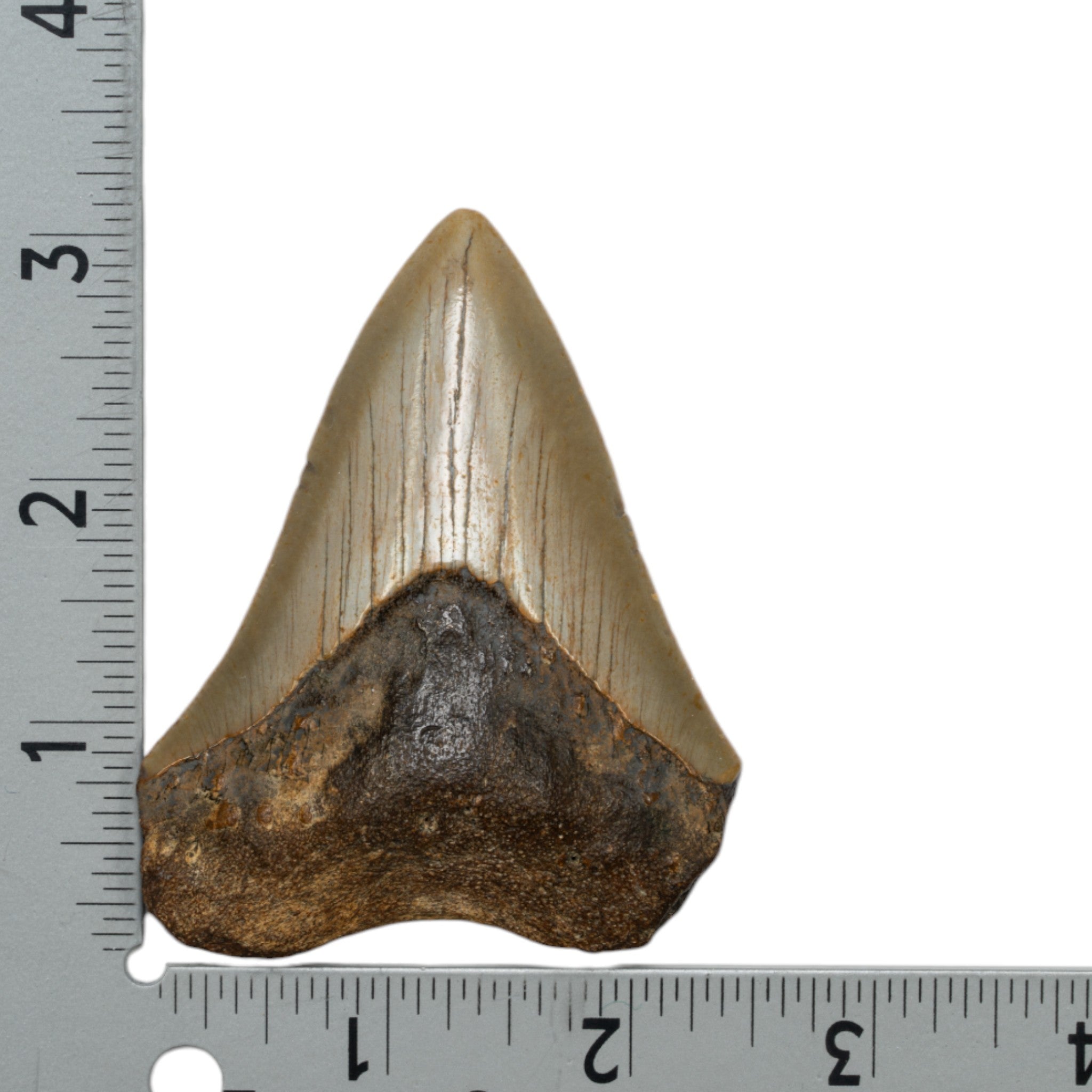 Genuine Megalodon Shark Tooth Fossil - Authentic Collector's Specimen for Home Decor, Jewelry Making & Educational Display