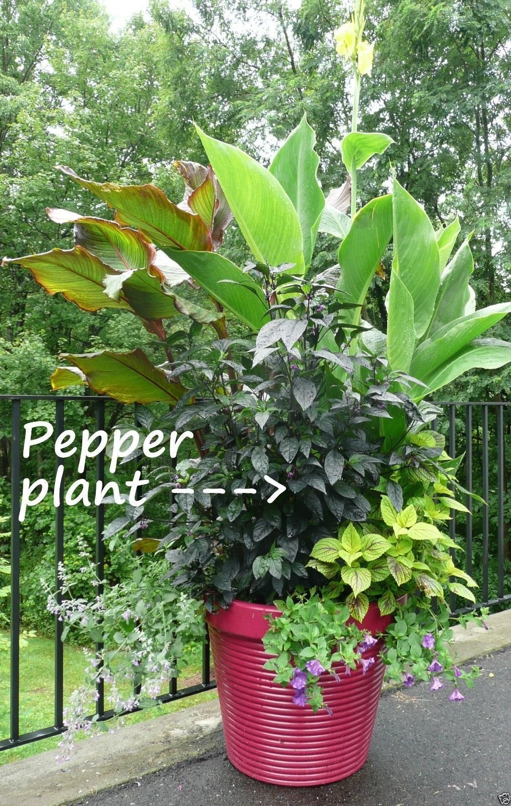 Black Pearl Ornamental Pepper Seeds (20 Count) - Unique Black-Leafed Pepper Plant for Home Garden & Landscaping - Perfect for Containers, Borders, and Decorative Displays