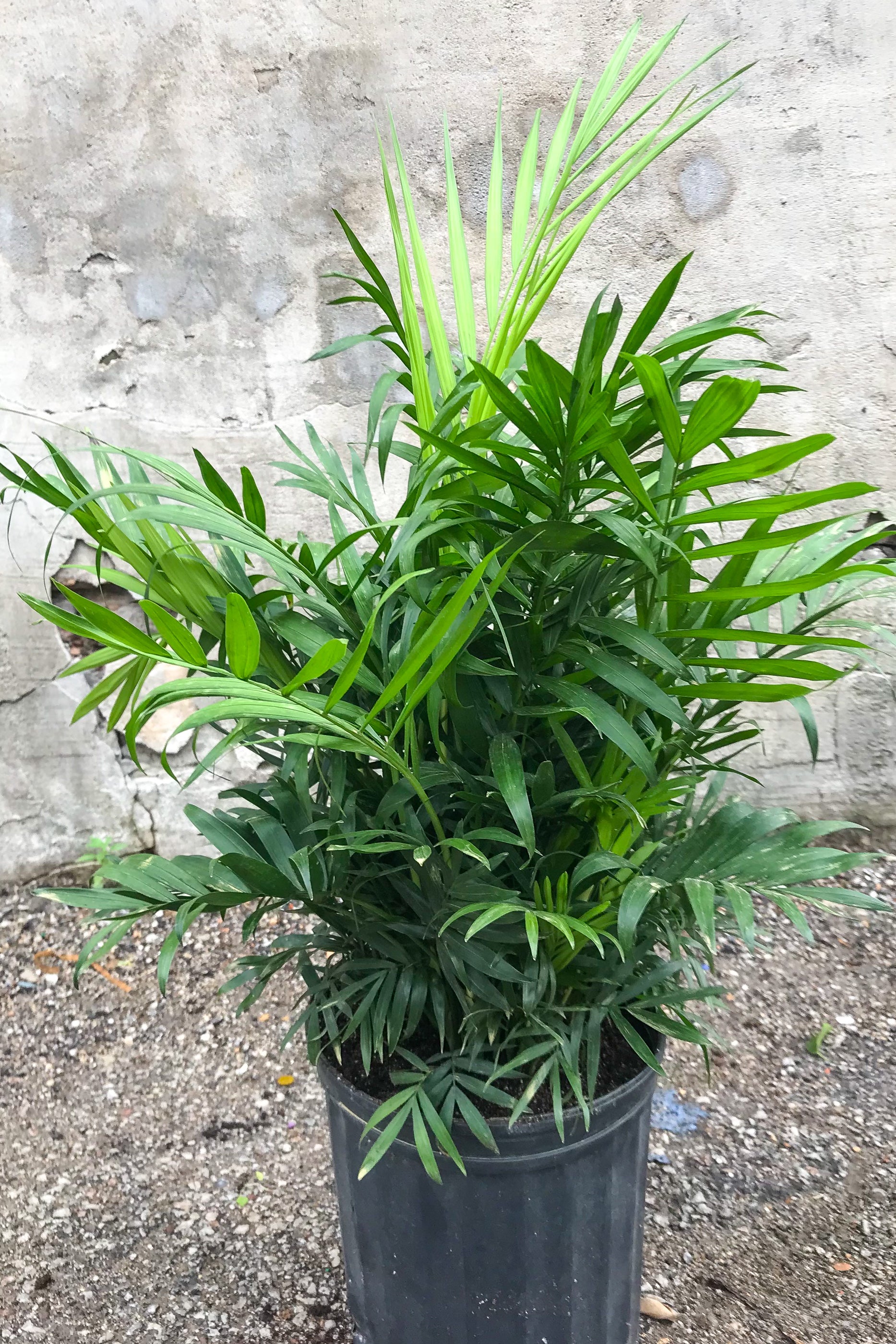 Chamaedorea Elegans Neanthe Bella Parlor Palm - 8 Inch Indoor House Plant for Home, Office & Decor | Perfect for Living Room, Bedroom & Low Light Spaces