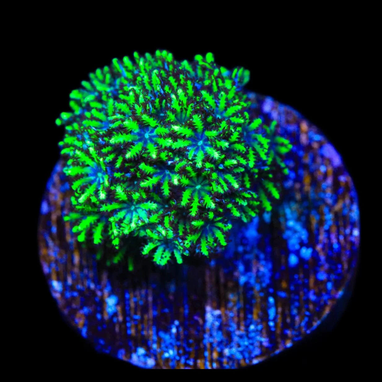 Premium Blue Green Sympodium Coral for Saltwater Aquariums – Perfect for Reef Tanks & Marine Displays