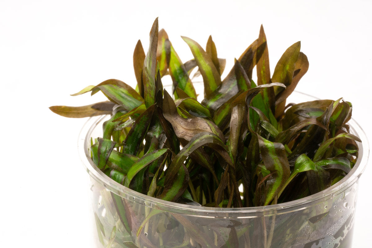 Cryptocoryne Affinis Red Aquatic Plant - Live Aquarium Plant for Freshwater Fish Tanks, Low Light & Beginner Friendly - Perfect for Aquascaping, Shrimp Tanks & Natural Aquarium Decor