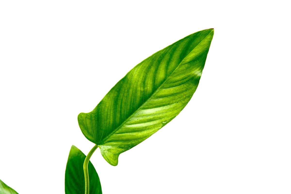 Anubias Hastifolia Aquatic Plant - Live Freshwater Aquarium Plant for Fish Tanks - Easy Care Low Light Plant for Aquascaping and Aquarium Decoration