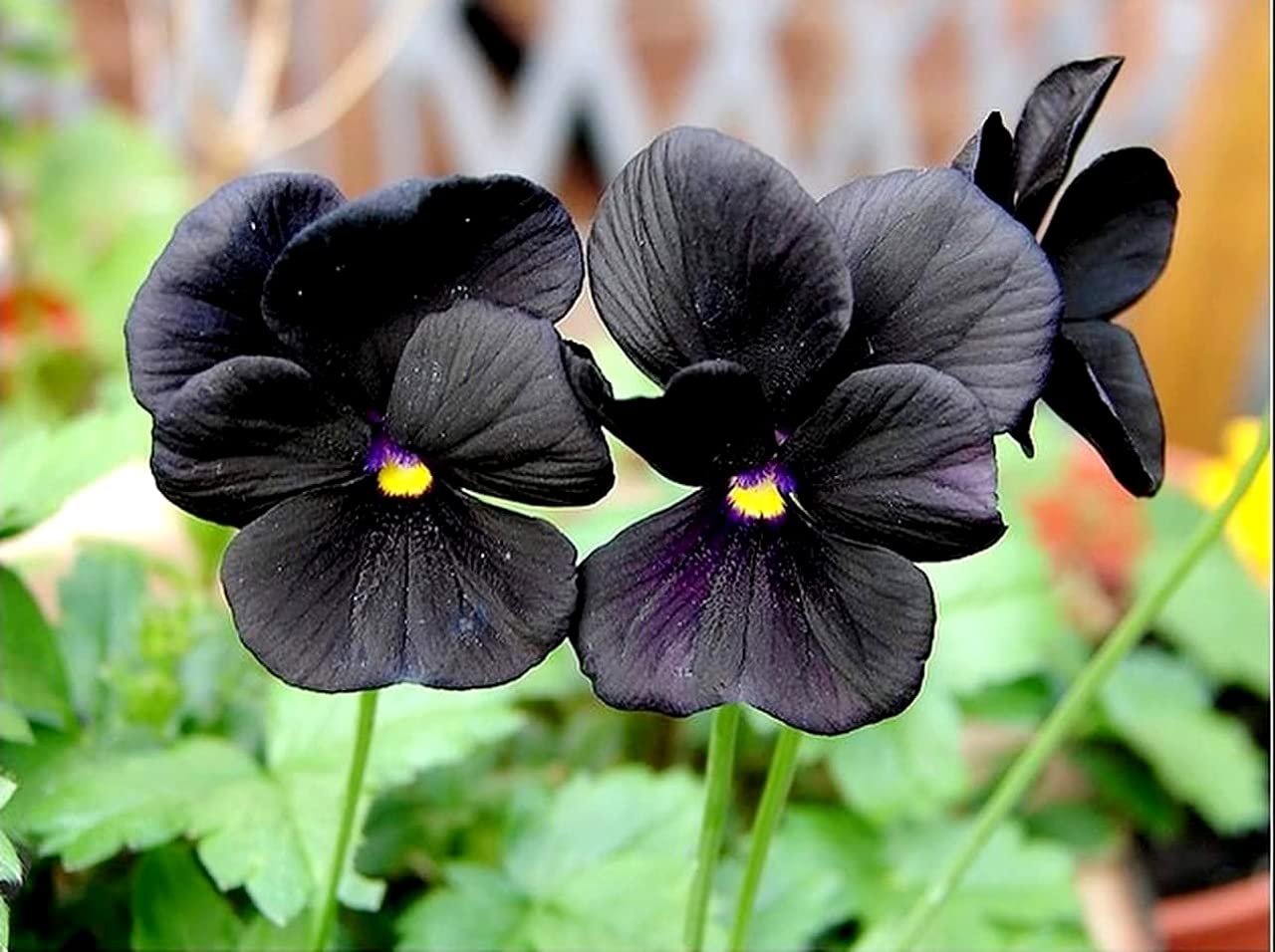 40+ Black Pansy Clear Crystals Viola Wittrockiana Seeds - Unique Long Flowering Plant for Garden, Balcony & Landscaping | Easy to Grow Perennial Flowers for Home Decor & Outdoor Planting