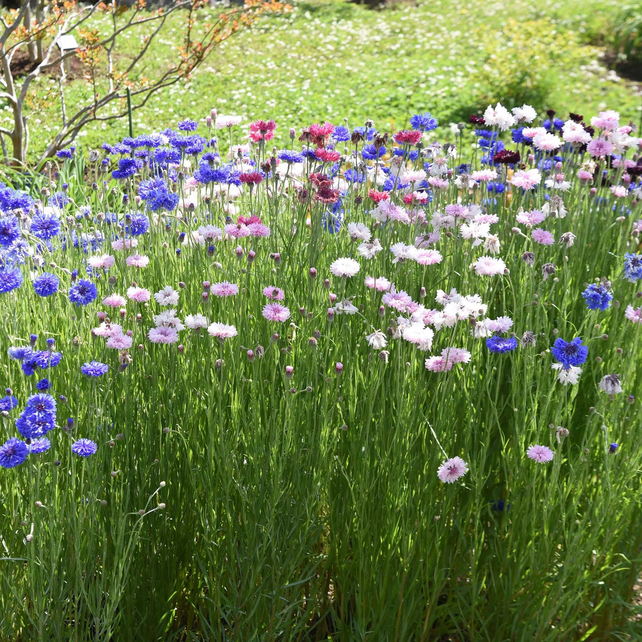 Eden Brothers Cornflower Bachelor Button Seeds - Tall Mix for Garden Planting | Blue, Pink & White Wildflower Seeds for Borders, Bouquets & Pollinator Gardens
