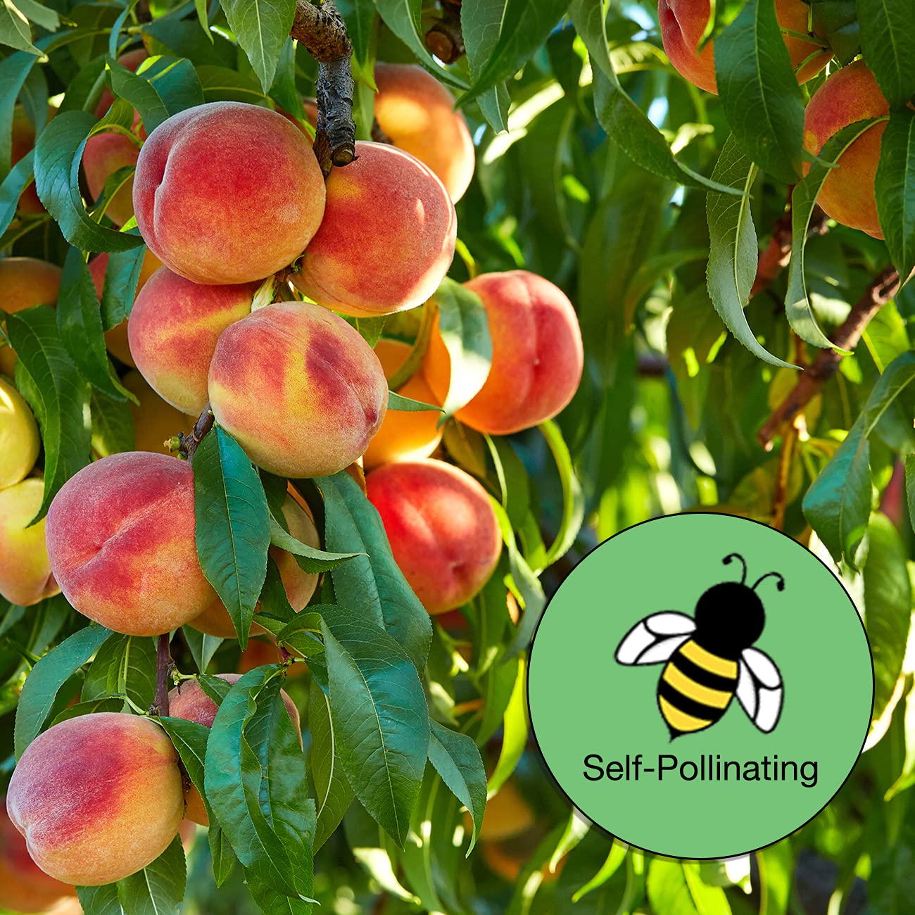 PERFECT PLANTS Belle of Georgia White Peach Tree 4-5ft Tall | Large Juicy Peaches | High Yield Fruit Tree | Self-Pollinating | Perfect for Backyard Orchards & Fresh Fruit Gardens