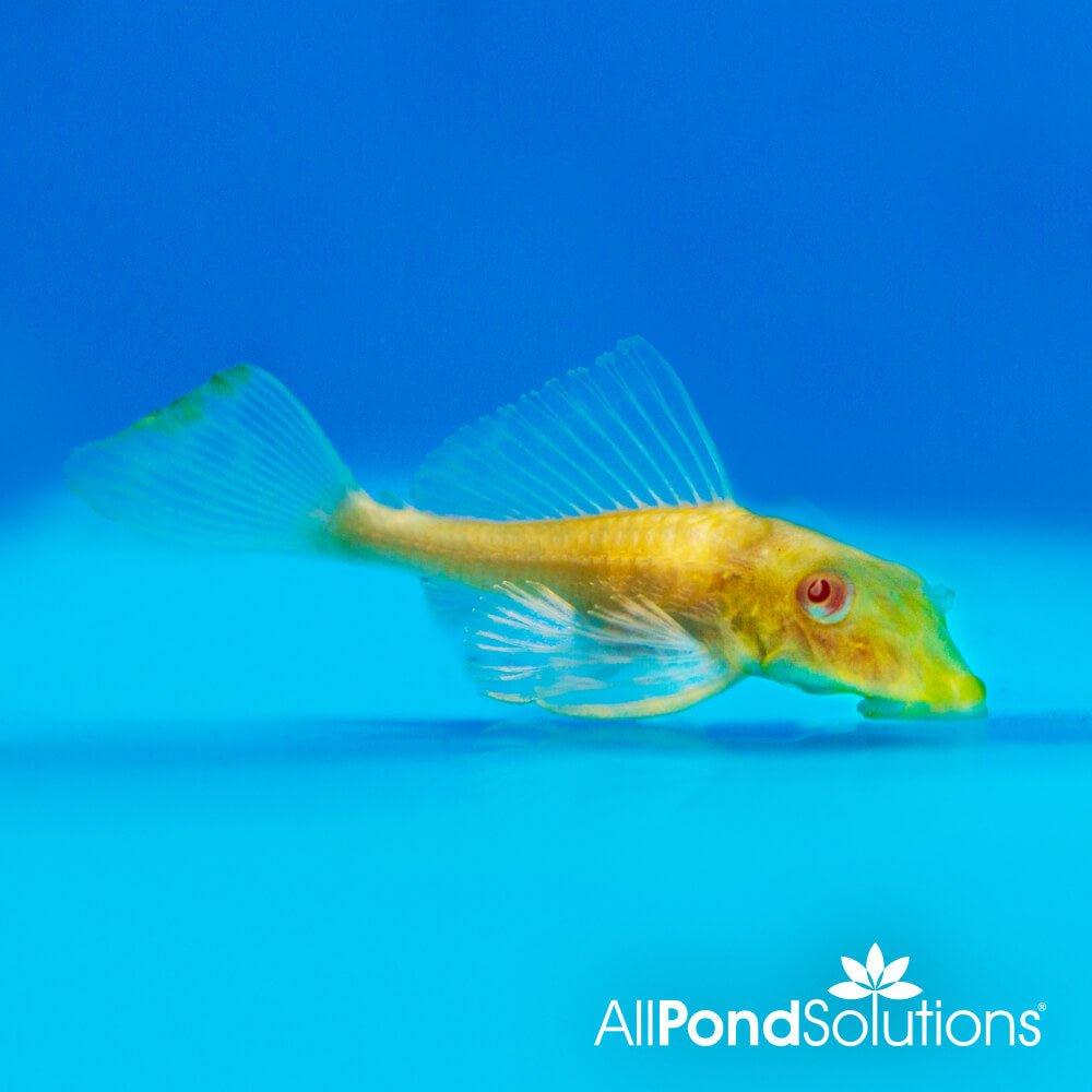Albino Sailfin Plecostomus (Pterygoplichthys Gibbiceps) - Rare Freshwater Aquarium Fish for Tropical Tanks & Aquatic Decor