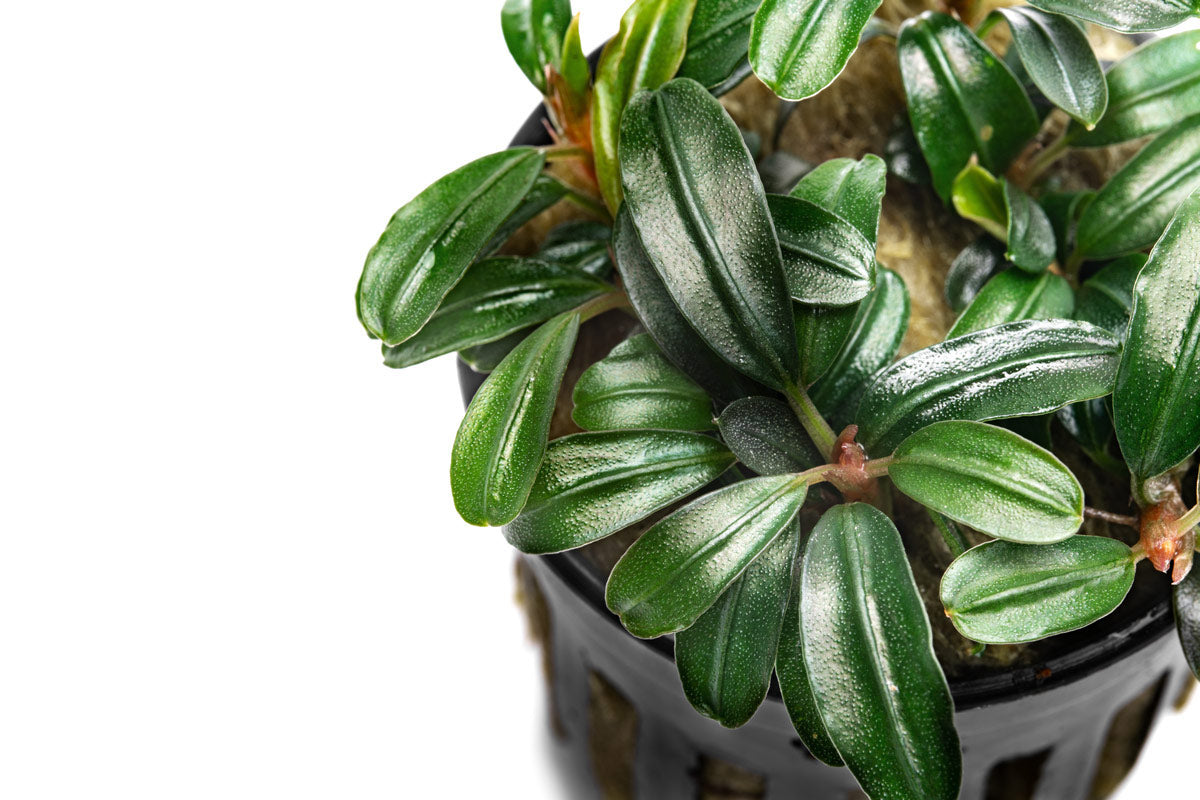 Bucephalandra Brownie Phoenix Brown Aquatic Plant for Aquariums - Perfect for Aquascaping, Nano Tanks, and Shrimp Tanks