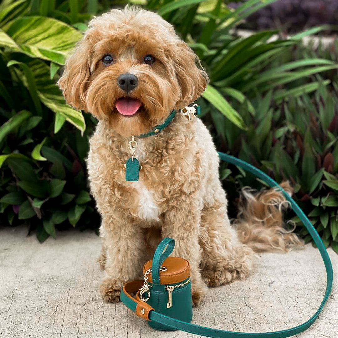 Premium Emerald Green & Brown Dog Collar - Durable & Adjustable Pet Collar for Small, Medium & Large Dogs - Perfect for Walks, Training & Outdoor Adventures