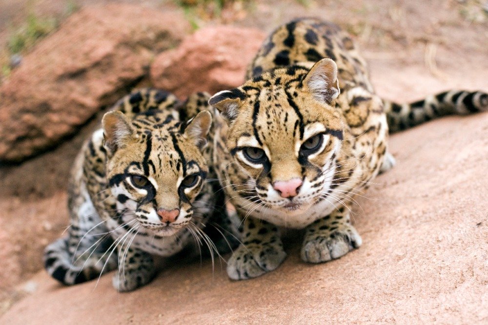 Lantern Press Ocelots Wall Art - 12x18 Wrapped Canvas Painting for Home & Office Decor - Jungle Wildlife Artwork Perfect for Living Room, Bedroom or Office Spaces