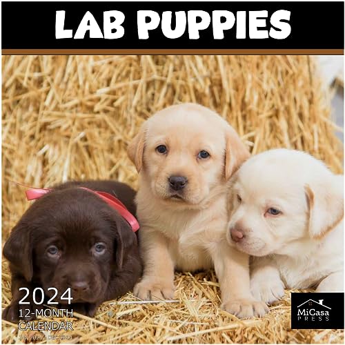11 - Lab Puppies