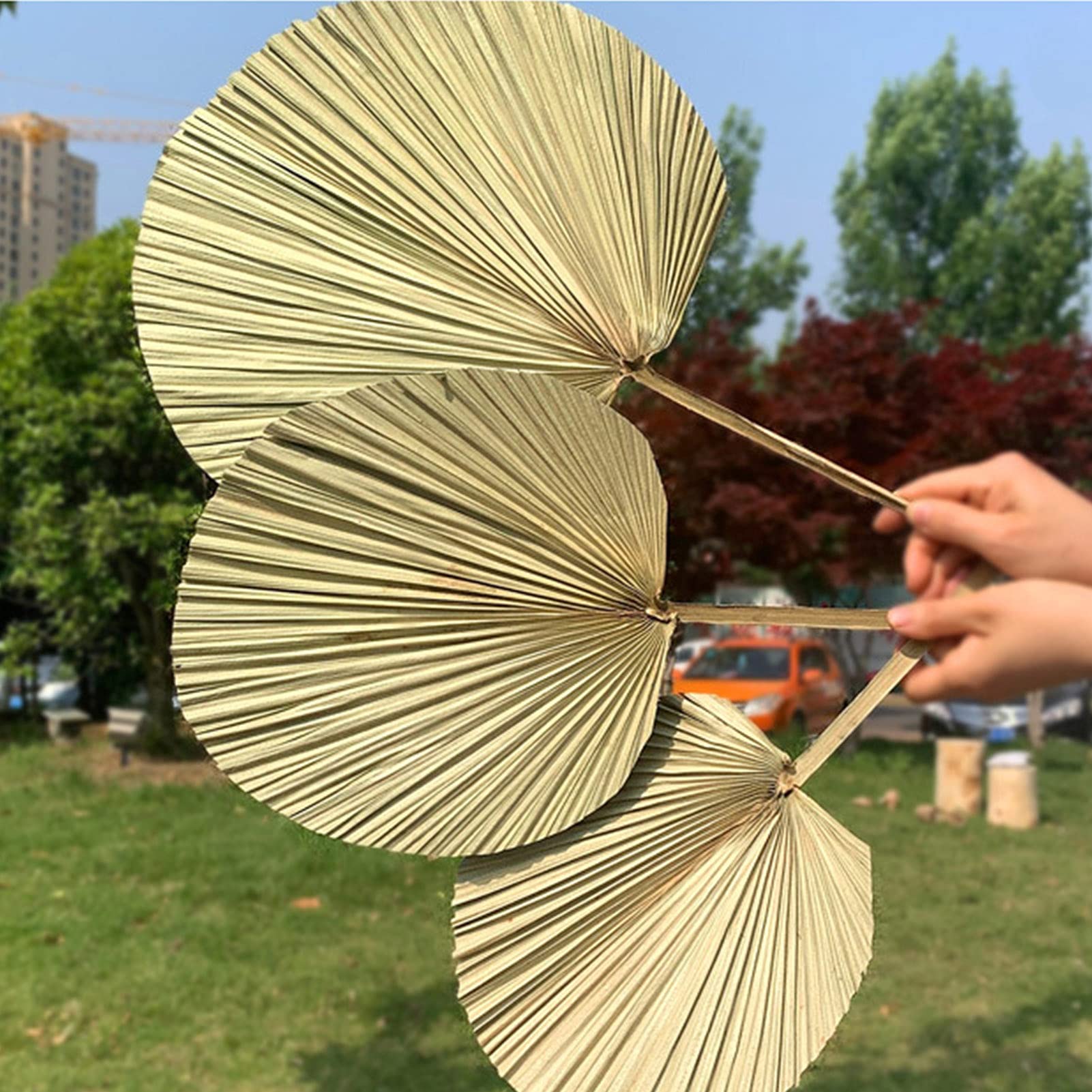Dried Palm Fan Leaves for Wedding Arch Decor, Party Wall Hanging, Window Reception & Home Art Decoration - Natural Boho Tropical Decor for Events, Parties & Home Styling