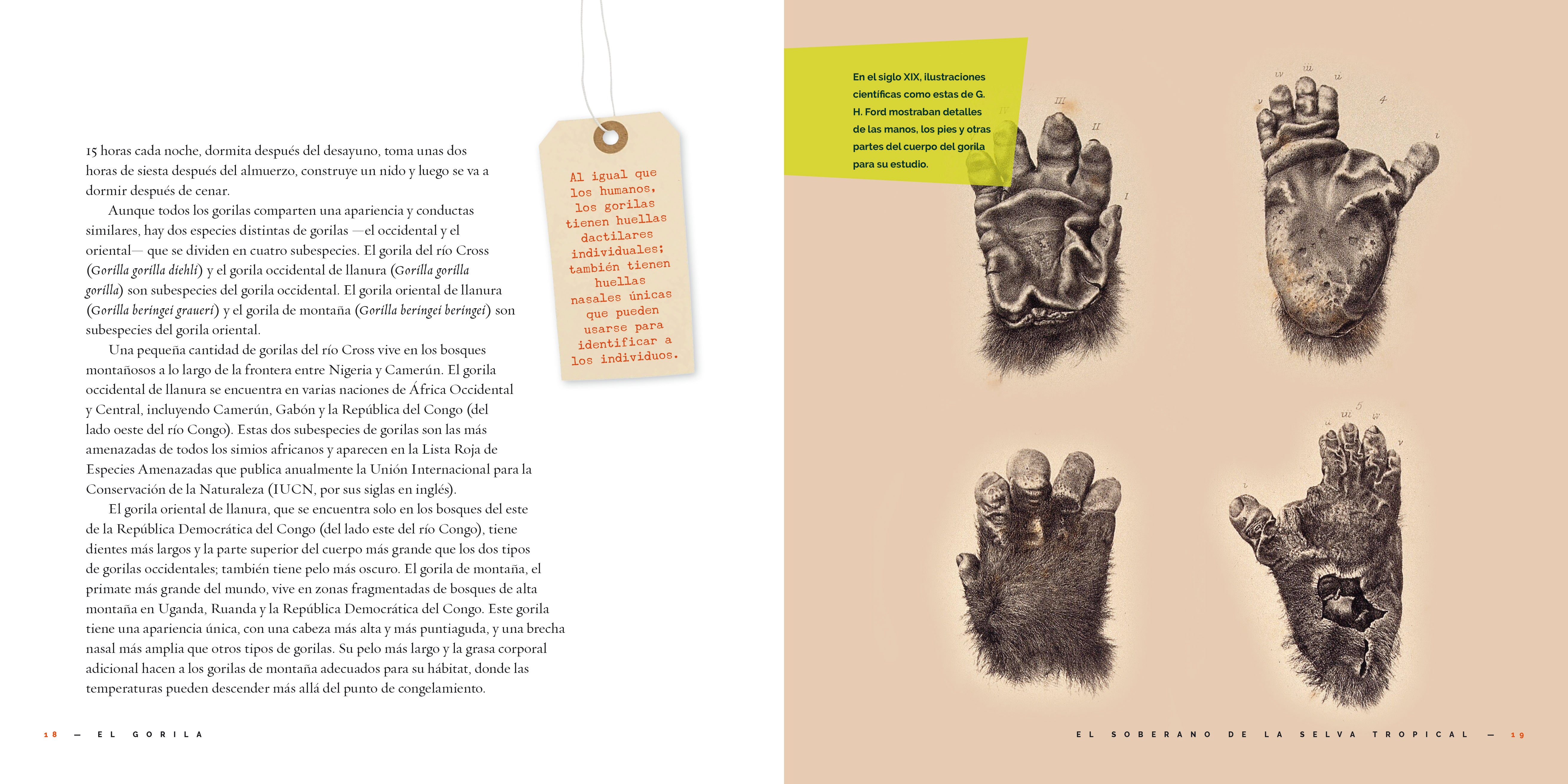 El Gorila Book 9781640267428 - Wildlife Adventure Novel for Kids & Adults - Perfect for Reading, Gifts & Classroom Learning