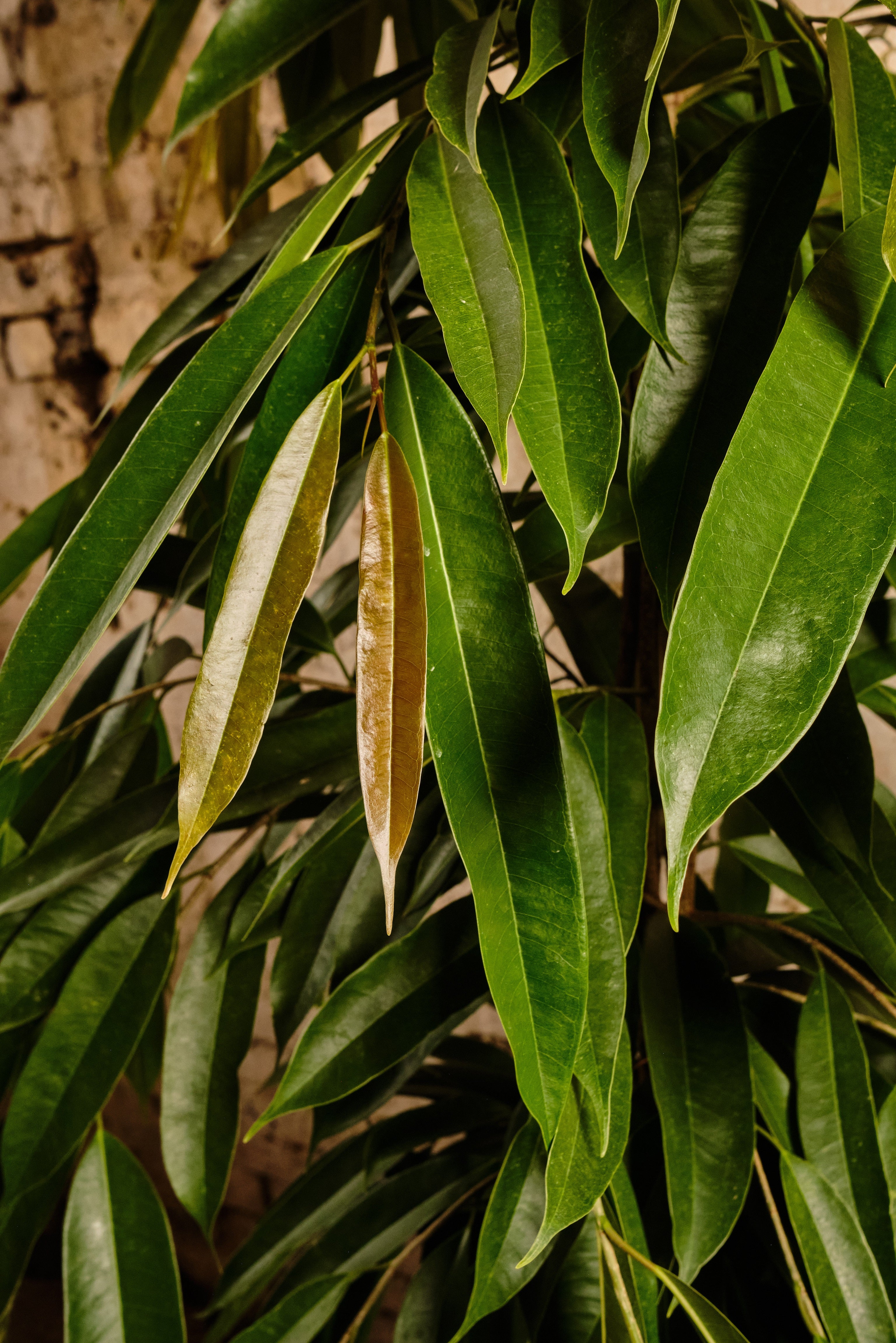 Ficus Alii Plant - Live Indoor Tree for Home & Office Decor | Easy Care Houseplant | Perfect for Living Room, Bedroom, or Workspace | Local Delivery & Click & Collect Available