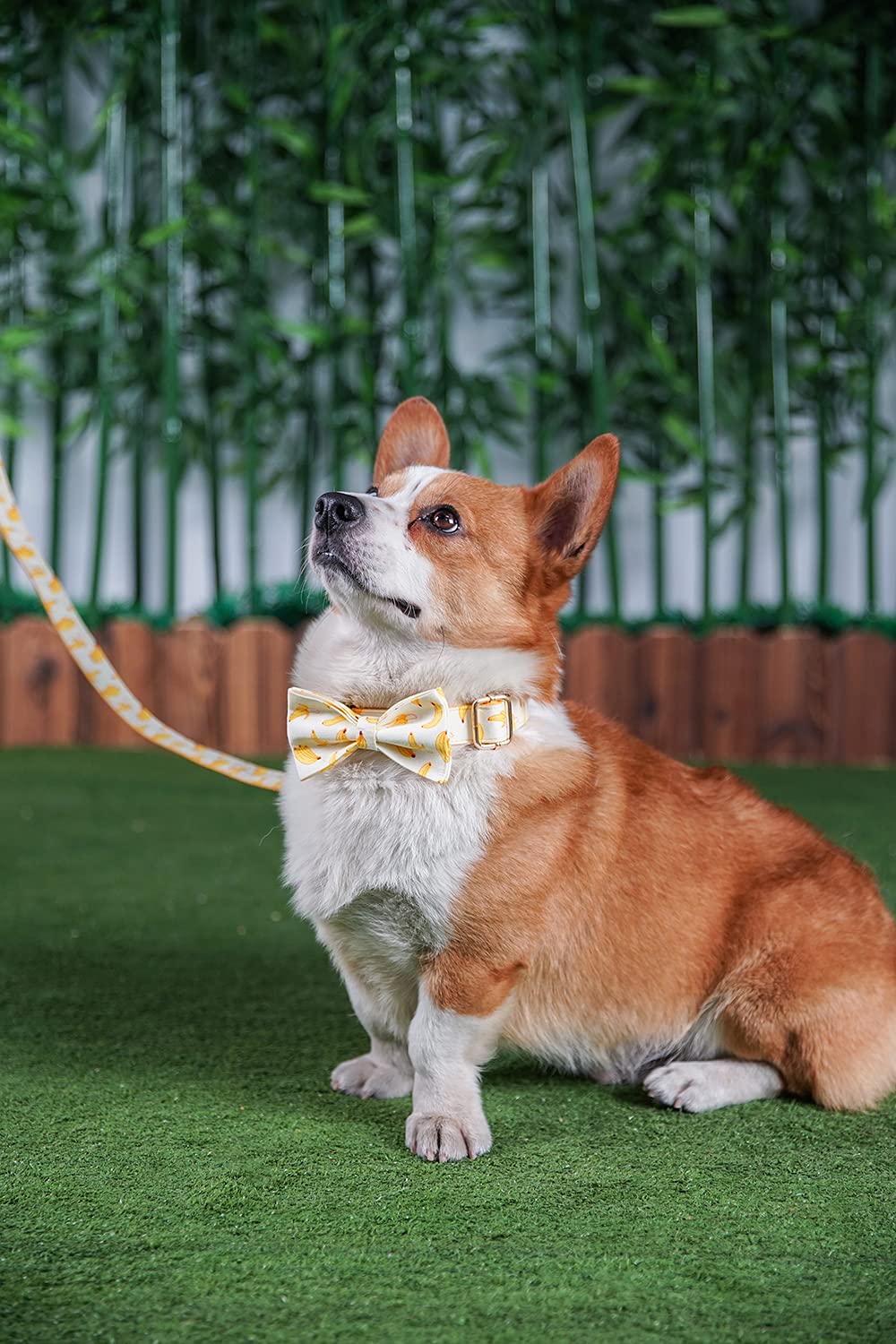 Personalized Dog Collar with Name & Phone - Small to Large Pets for Daily Walks & ID Safety