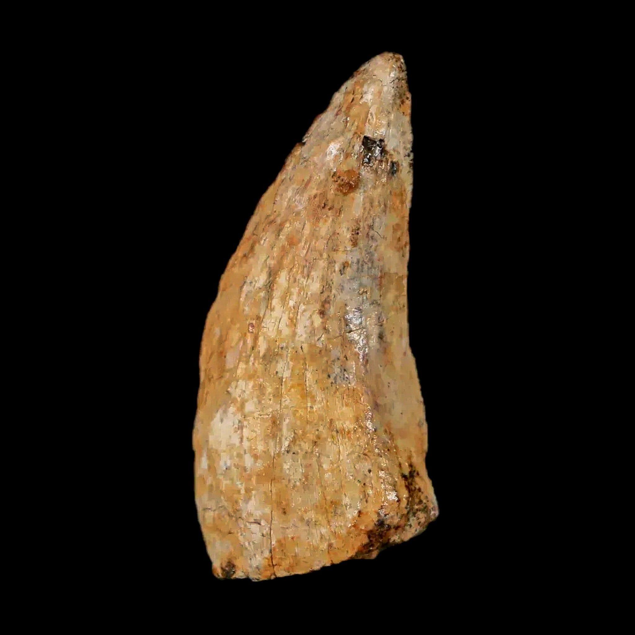 Authentic Nanotyrannus Tyrannosaurus Fossil Tooth - Rare Dinosaur Fossil from Lance Creek, Wyoming with COA - Perfect for Paleontology Collections & Educational Displays