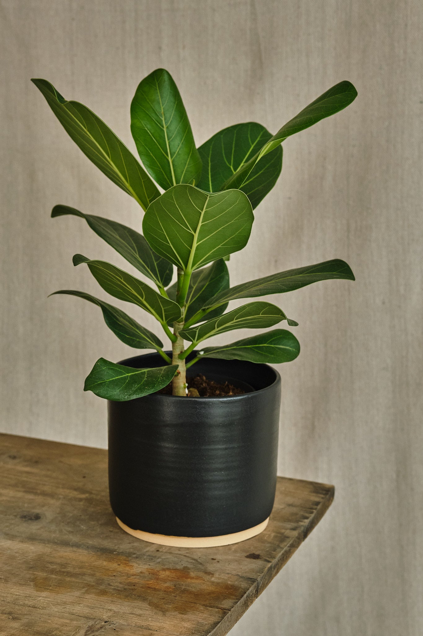 Ficus Benghalensis 'Audrey' - Live Indoor Bonsai Tree for Home & Office Decor | Perfect for Zen Gardens, Living Rooms, and Workspaces