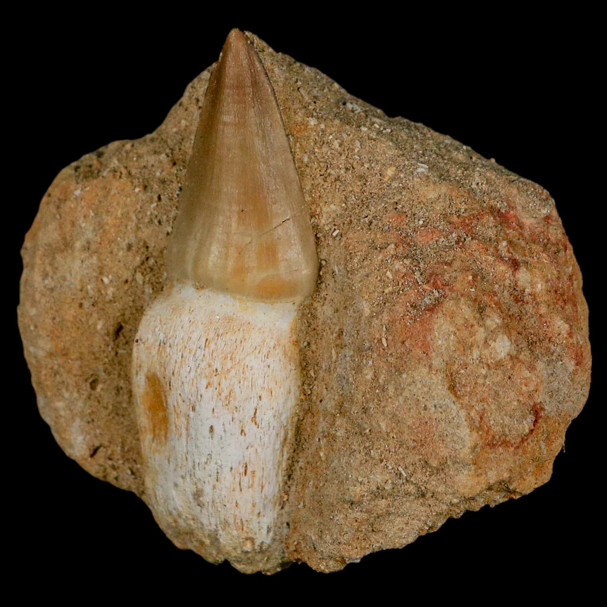 2.6