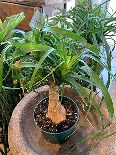 Beaucarnea Recurvata (Ponytail Palm) - 5 Live Indoor Plants in 6