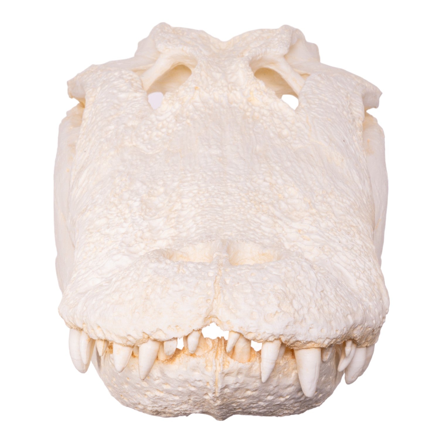 Authentic Replica American Alligator Skull - 25 Inch Lifelike Decoration for Home, Office & Halloween Decor | Durable Educational Display for Biology Classrooms & Taxidermy Collectors