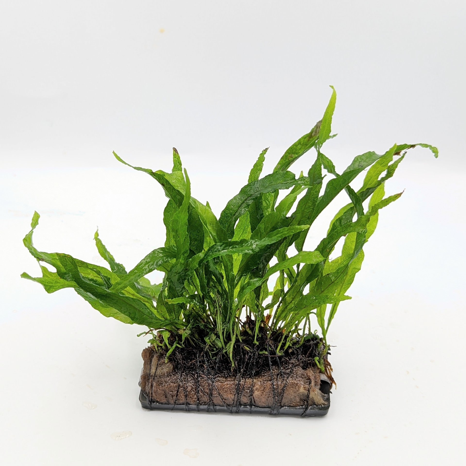 TCulture Microsorum Pteropus Petite Java Fern on Plate (Pot) - Perfect for Aquariums, Terrariums & Aquatic Plant Decor