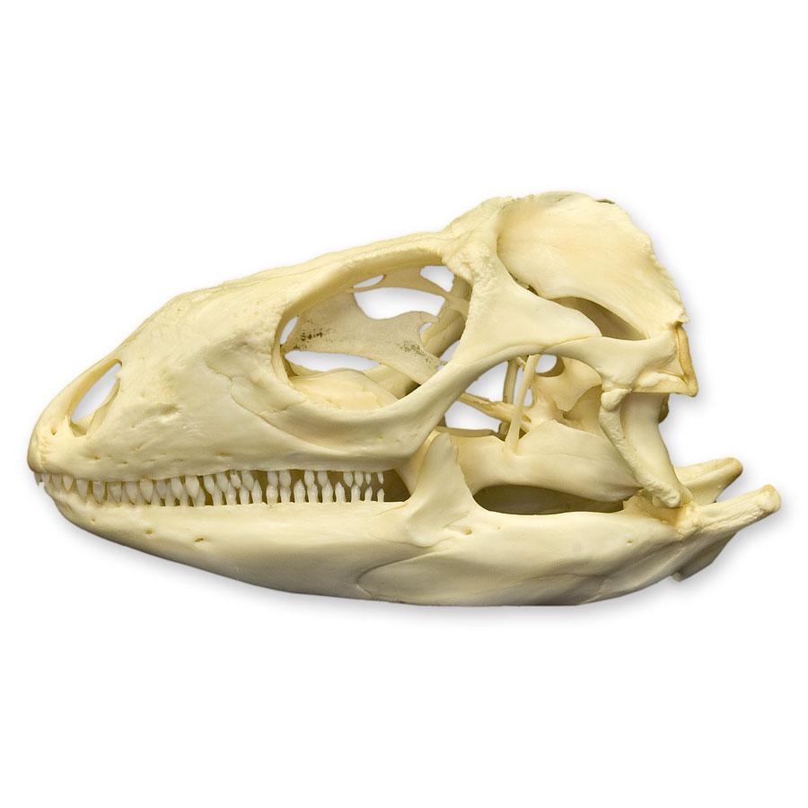 Real Green Iguana Skull - Authentic Reptile Specimen for Taxidermy, Oddity Collectors & Gothic Decor | Perfect for Halloween, Horror Displays & Biology Education