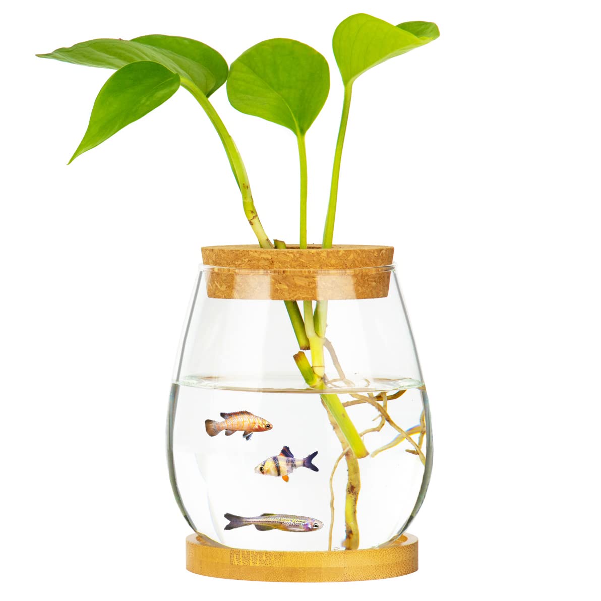 Clear Glass Desktop Fish Bowl with Wood Lid & Bamboo Stand - Small Betta Fish Tank for Plants, Terrarium - Perfect Home Office Decoration & Unique Gift Idea for Aquarium Lovers (Ideal for Desk Decor, Zen Spaces & Small Pet Habitats)