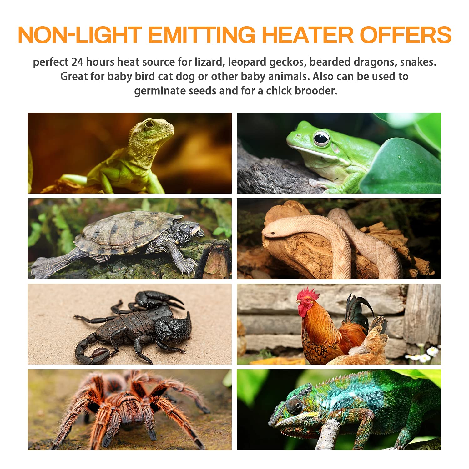 150W Ceramic Heat Emitter Bulb for Reptiles - No Light Reptile Heat Lamp with Free Digital Thermometer - Ideal for Turtles, Lizards, Snakes, Chicken Coops & Aquarium Tanks - Perfect for Terrariums, Brooders & Pet Habitats