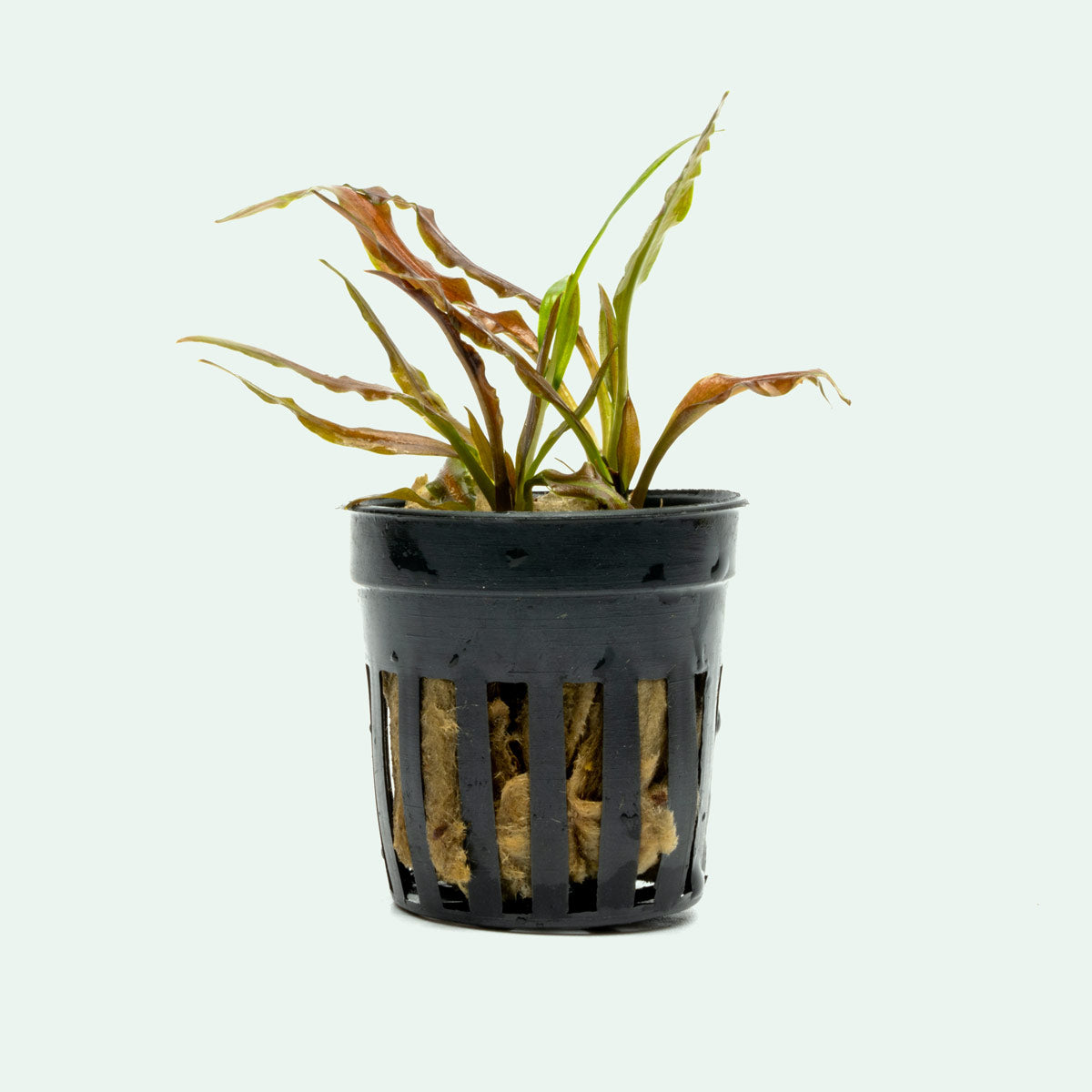Cryptocoryne Costata Live Aquarium Plant - Easy Low Light Aquatic Plant for Fish Tanks, Aquascaping & Freshwater Aquariums
