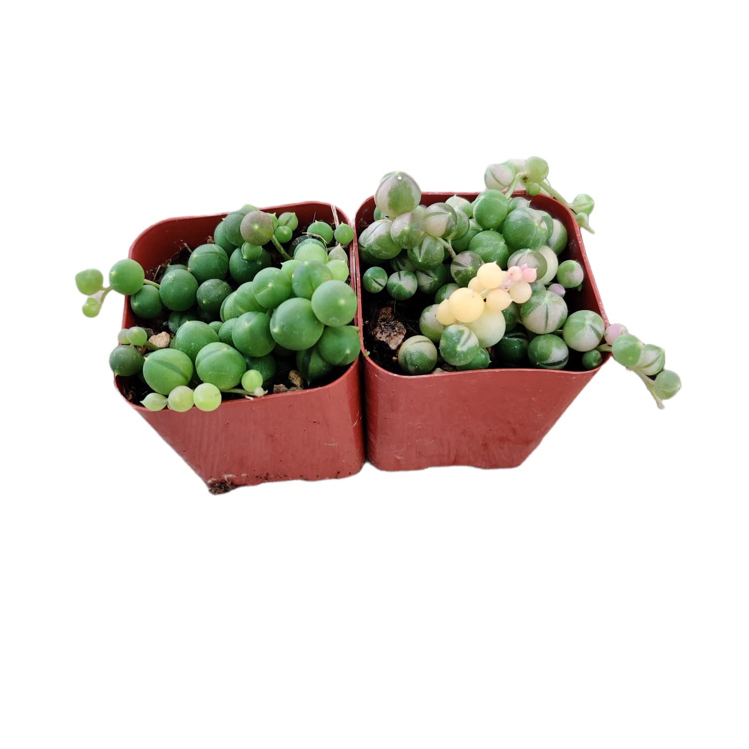 Live Succulent Cactus Plants - 2 Pack (2