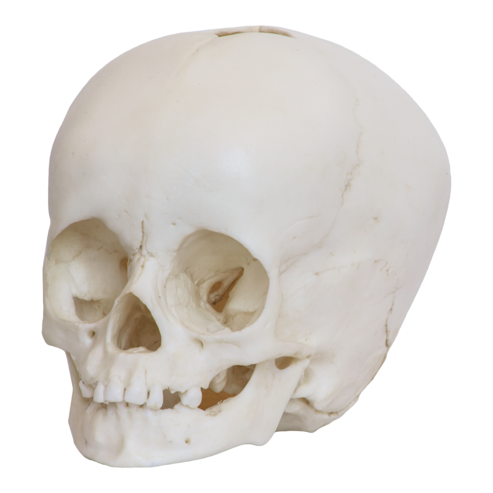 Authentic Replica 1-Year-Old Human Child Skull - Medical Education, Anthropology Study & Halloween Decoration