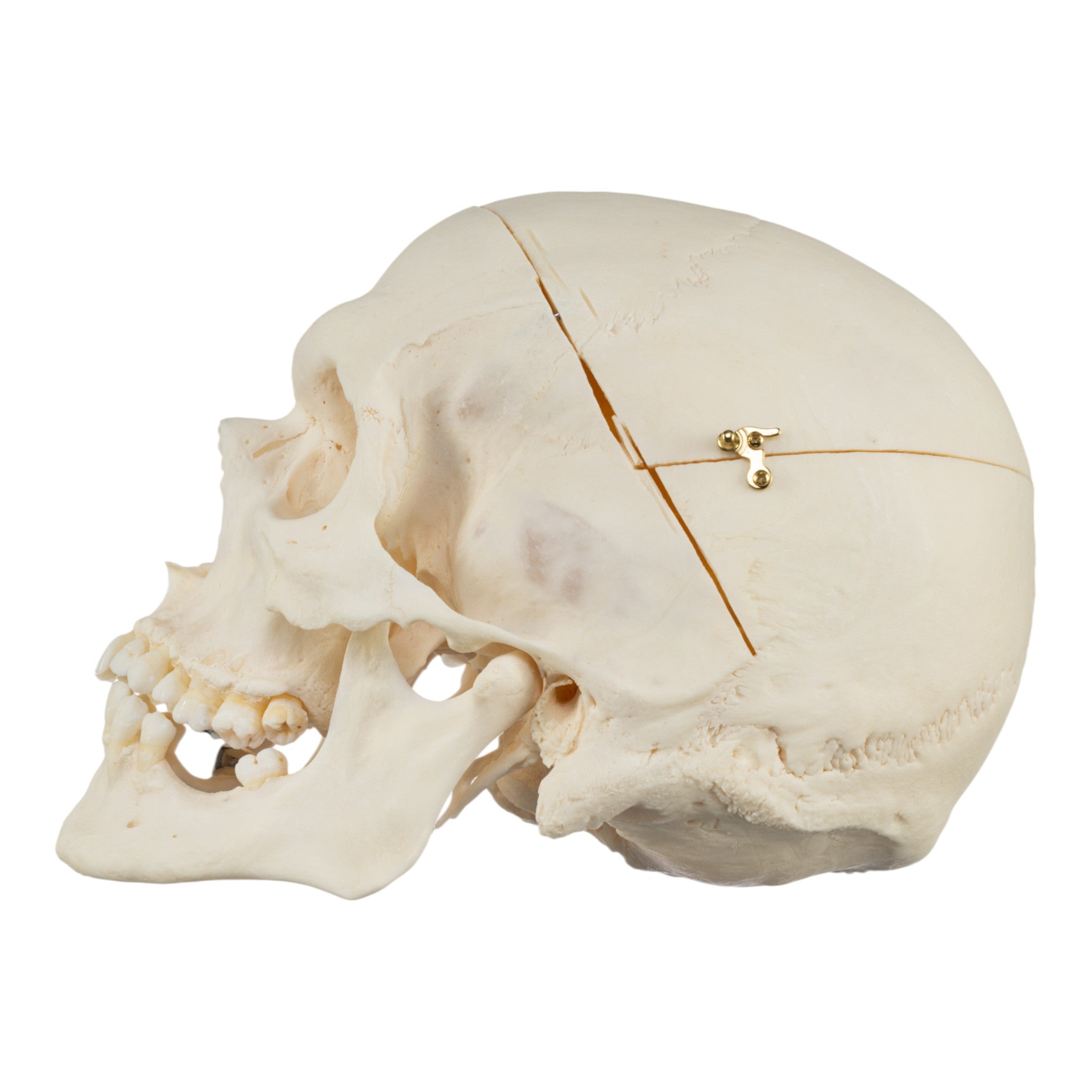 High-Quality Disarticulated Human Skeleton Model for Medical Education & Research - Perfect for Anatomy Studies, Classroom Demonstrations, and Scientific Research