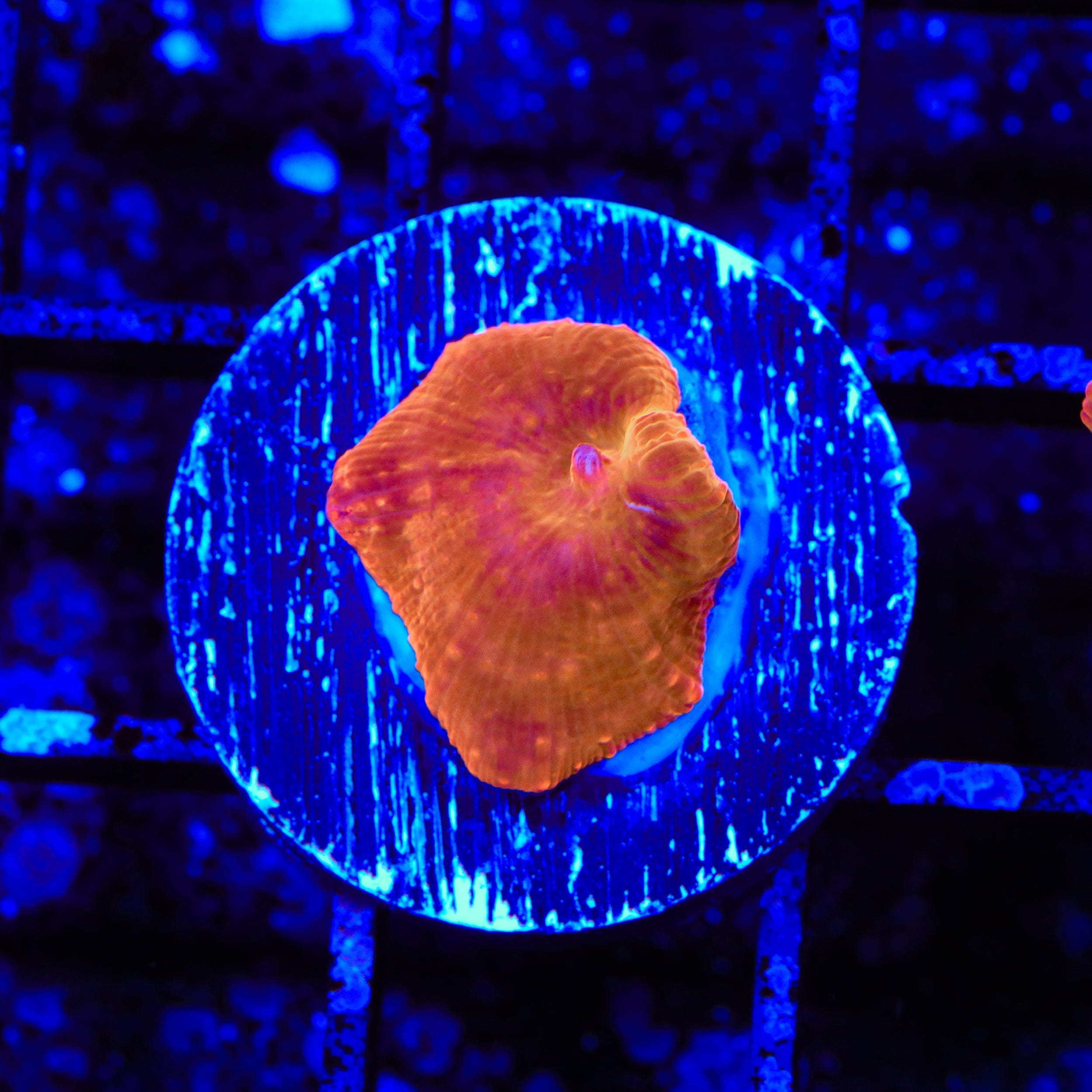 Flaming Mushroom Coral - Vibrant Saltwater Aquarium Coral for Reef Tanks | Perfect for Marine Tank Decoration & Coral Propagation