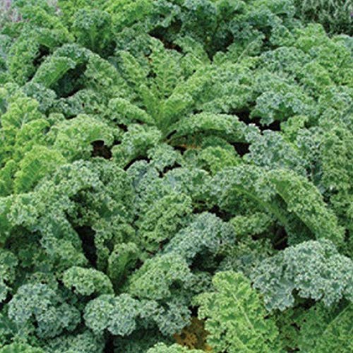 Premium 8-Variety Deluxe Kale Seed Mix - Non-GMO, Heirloom, Nutrient-Rich Greens (300 Seeds) | Free Shipping | Perfect for Home Gardens, Smoothies & Healthy Salads